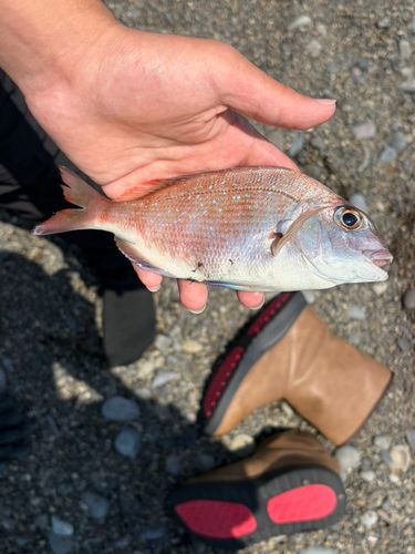 タイの釣果