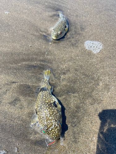釣果
