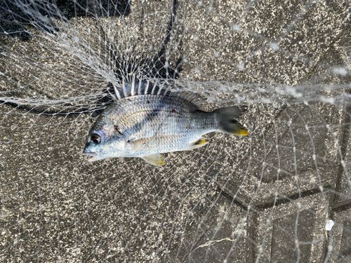 キチヌの釣果