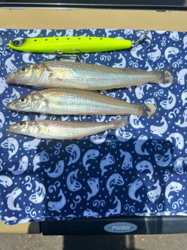 キスの釣果