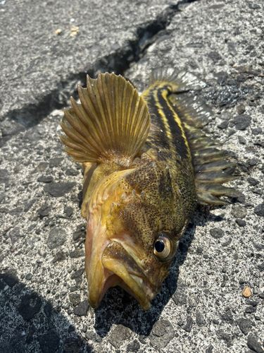 シマソイの釣果