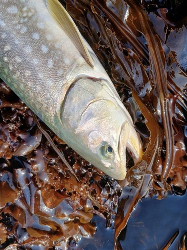 アメマスの釣果