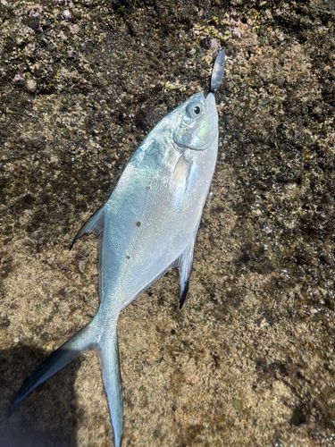 コバンアジの釣果