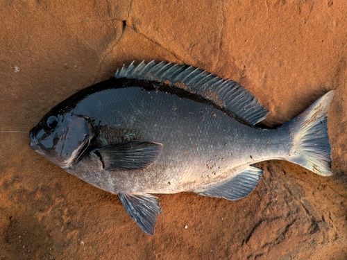 グレの釣果