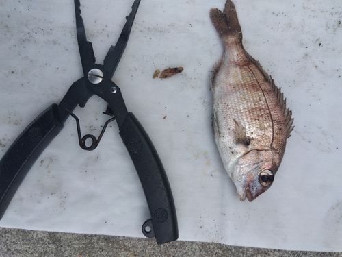 チャリコの釣果