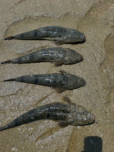 マゴチの釣果