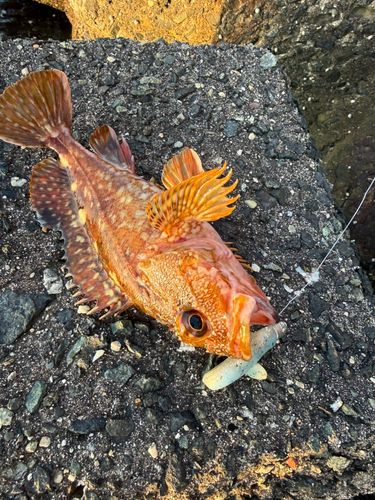 カサゴの釣果