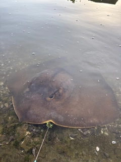 エイの釣果