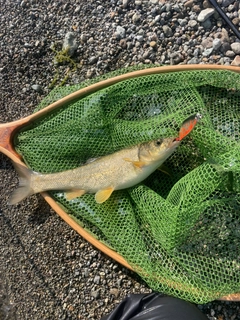 ウグイの釣果