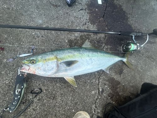 ブリの釣果