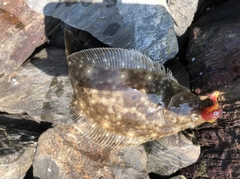 ソゲの釣果
