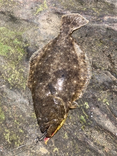 ソゲの釣果