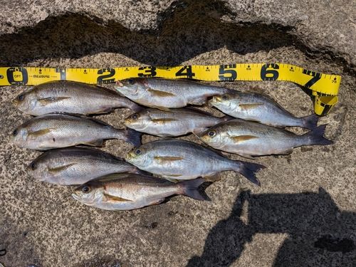 イサキの釣果