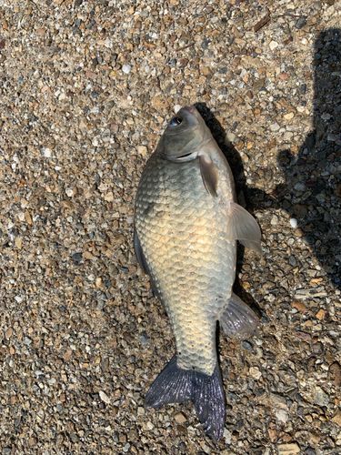 フナの釣果
