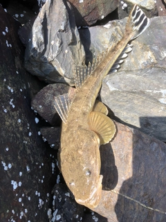 マゴチの釣果