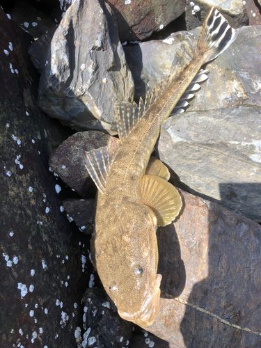 マゴチの釣果