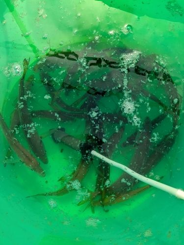 マアジの釣果