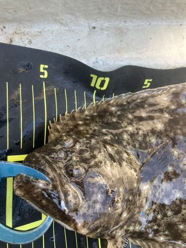 ヒラメの釣果