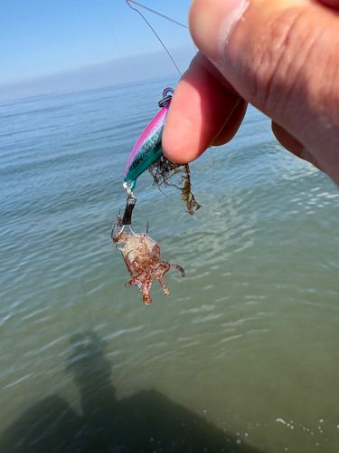 タコの釣果