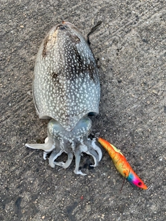シリヤケイカの釣果