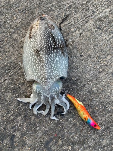 シリヤケイカの釣果