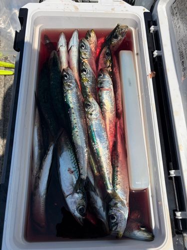 釣果