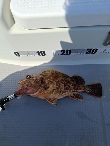 ウッカリカサゴの釣果