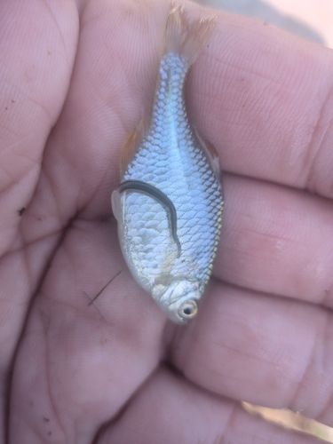 タイリクバラタナゴの釣果