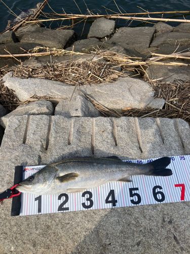 シーバスの釣果
