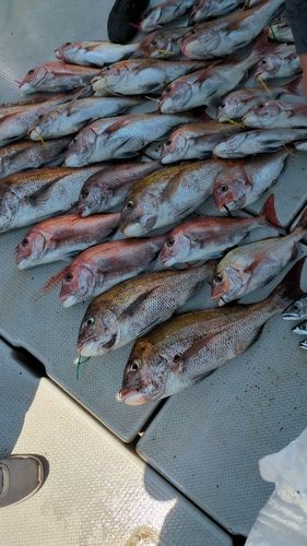 タイの釣果