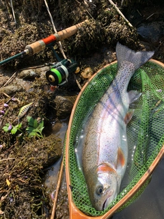 ニジマスの釣果