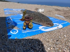 マゴチの釣果