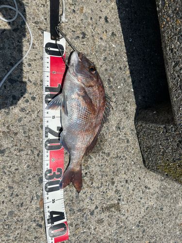 マダイの釣果