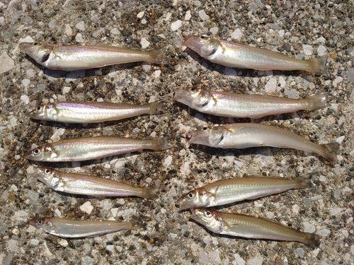 シロギスの釣果