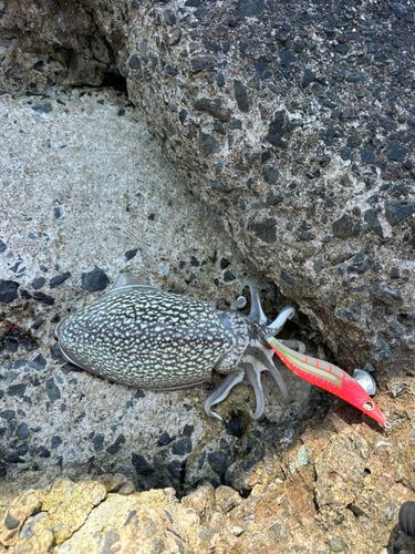 シリヤケイカの釣果