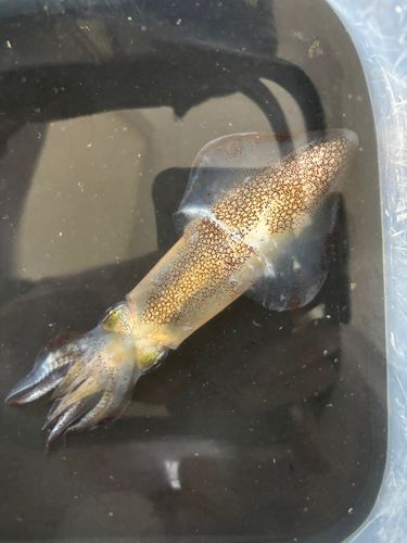 マメイカの釣果