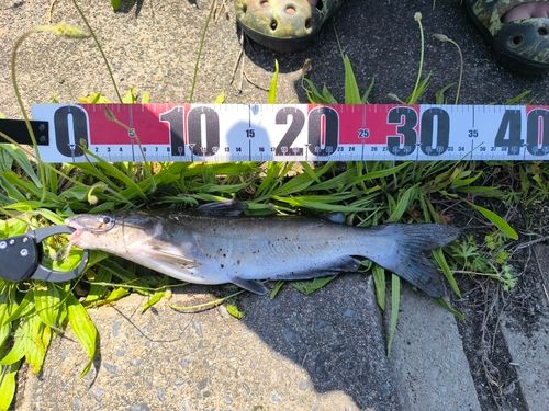 アメリカナマズの釣果