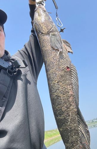 ライギョの釣果