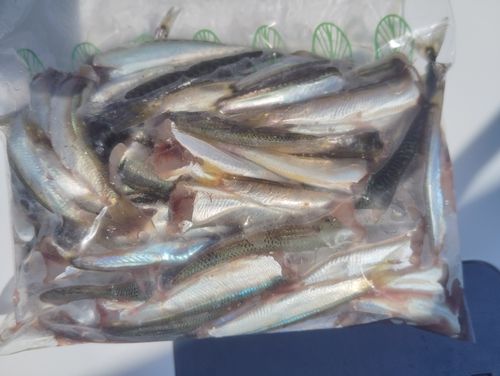 ウルメイワシの釣果