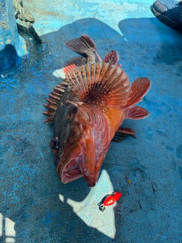 カサゴの釣果