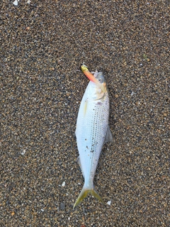 コノシロの釣果