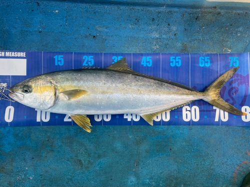 ヒラマサの釣果