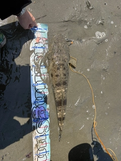 マゴチの釣果