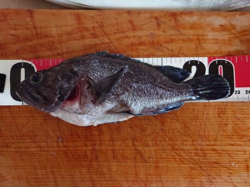 ソイの釣果