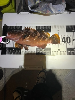 キジハタの釣果