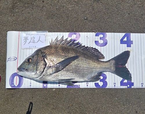チヌの釣果
