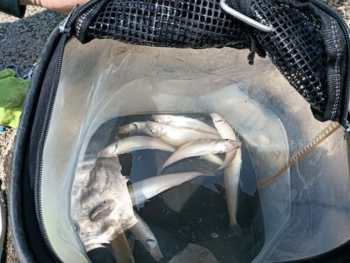 シロギスの釣果