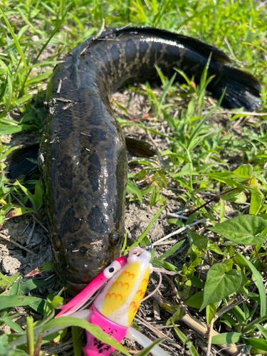 愛知県で釣れたライギョの釣り・釣果情報 - アングラーズ | 釣果600万