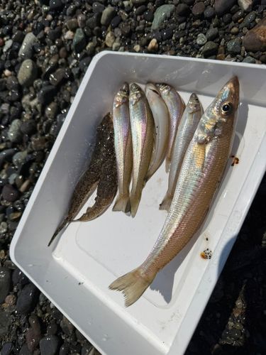 シロギスの釣果