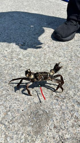 カニの釣果